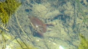 Жук Плавунец / Swimming Bug