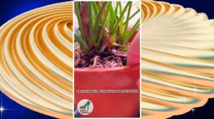 ИЗБАЛЯЕМСЯ ОТ ЦВЕТОЧНЫХ МОШЕК