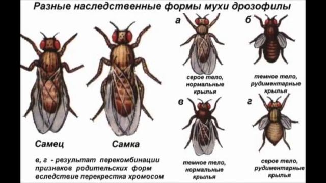 Сцепленное наследование