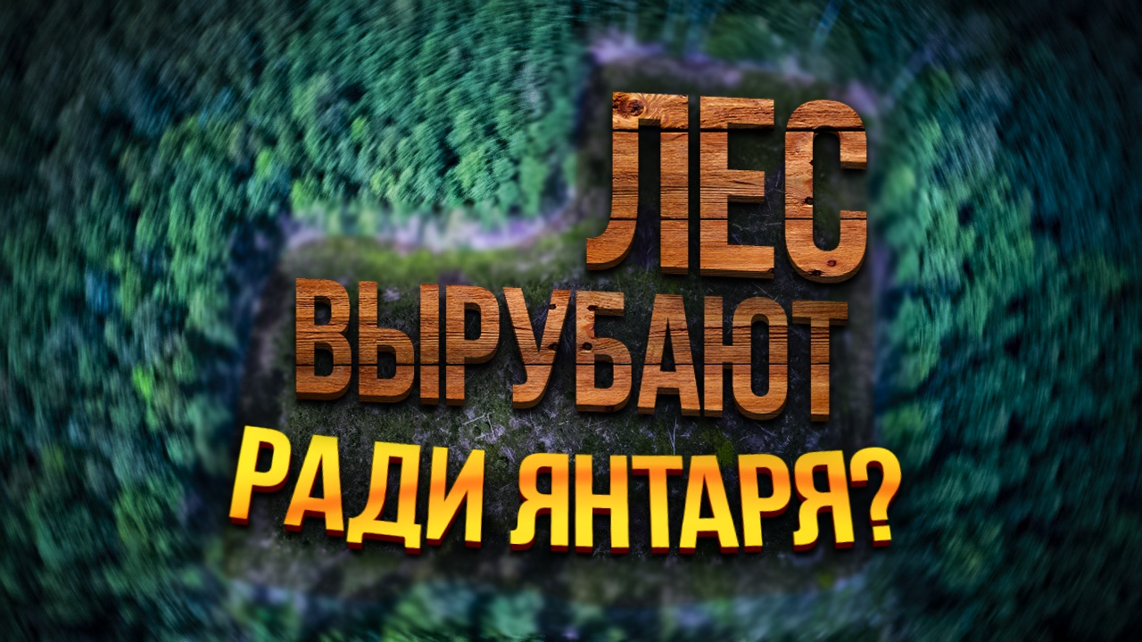 Леса ВЫРУБАЮТ из-за поиска ЯНТАРЯ?! Посёлок Янтарный / Калининградская область