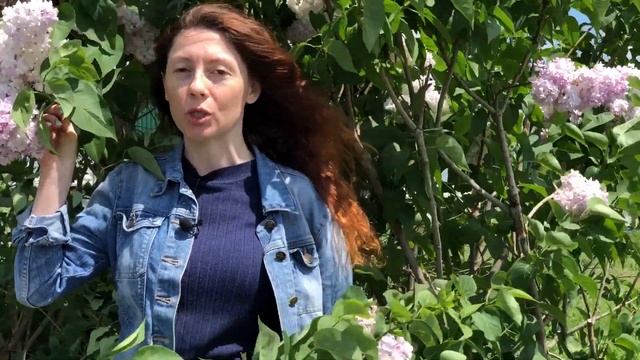 Огляд саджанців бузку Генерал Першинг, бузок Угорський, бузок Професор Хозер | Яскрава Клумба смотреть онлайн