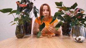 КАК  ОМОЛОДИТЬ Антуриум. Несколько способов. Обрезка. Укоренение.