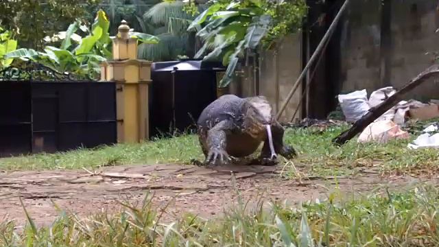 крокодила.MOV смотреть онлайн