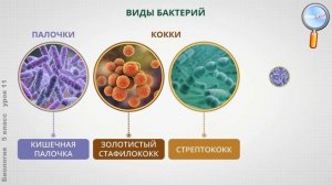 Биология 5 класс (Урок№11 - Строение и многообразие бактерий.)