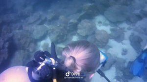 Дайвинг на острове Фукуок Вьетнам #Фукуок #Дайвинг #SeamenDivers