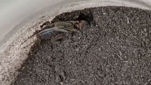 Медведки в террариуме