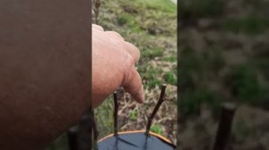 прививка груши дички, под кору.