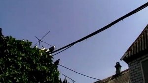 Николаевские голуби г Павлоград