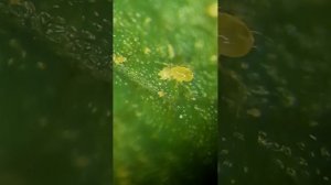 Хищный клещ поедает паутинного клеща. Борьба энтомофагами на клубничной ферме