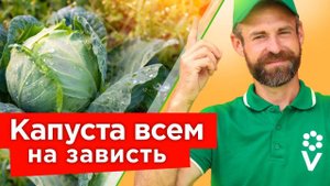 КАПУСТА ОШЕЛОМИТ РАЗМЕРОМ, если сделать эти 2 действия в АВГУСТЕ!