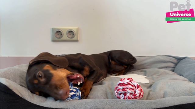 PU9028 Игрушка для собак Pet Universe набор из 2-х верёвочных мячиков, диаметр 6,5 см смотреть онлайн