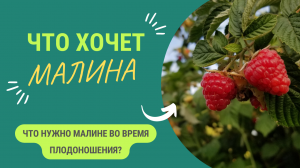 ЧТО НУЖНО МАЛИНЕ ВО ВРЕМЯ ПЛОДОНОШЕНИЯ?