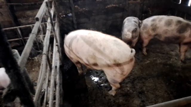 Установил усилитель вайфая отличная вещь теперь интернет по всему участку.