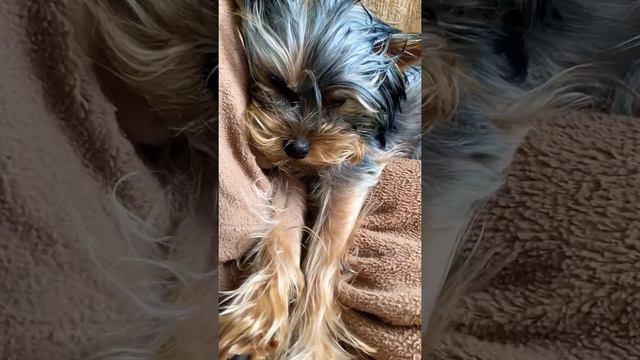 Устала малышка#йоркширскийтерьер#yorkie#dog#puppy#animals#собака#сон#приколы#тася#love#youtubeshort