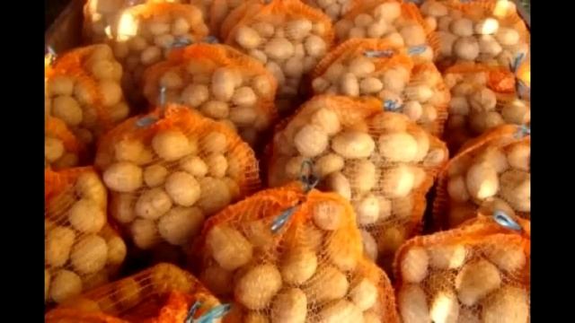 VW Golf - Kickster MotoznaFca #1 смотреть онлайн