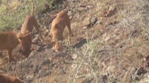 podenco canario casando