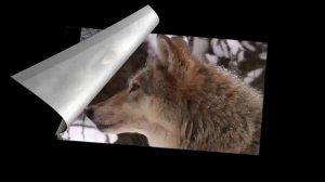 Виктор Столбов - На Что Похожи Облака (HD 1280x720)