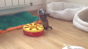 Котята Бурма Алдис - 19 декабря 2012 г.