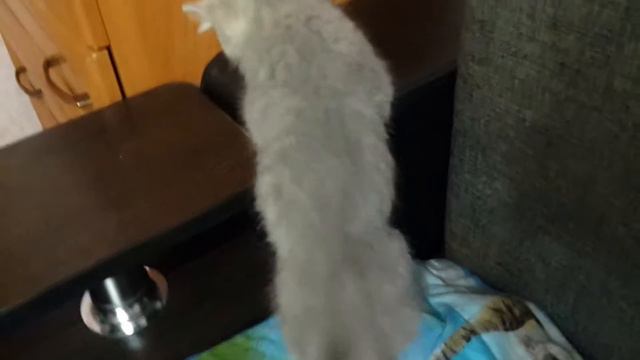 Кошечка Анфиса смотреть онлайн