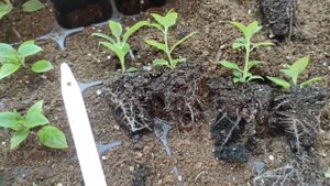 ПЕРЕСАДКА ГОРТЕНЗИИ В НОВЫЕ ОБЪЕМЫ