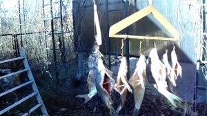 Как вялить рыбу (лещ),очень простой способ! Dried fish