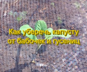 Как уберечь капусту от бабочек и гусениц