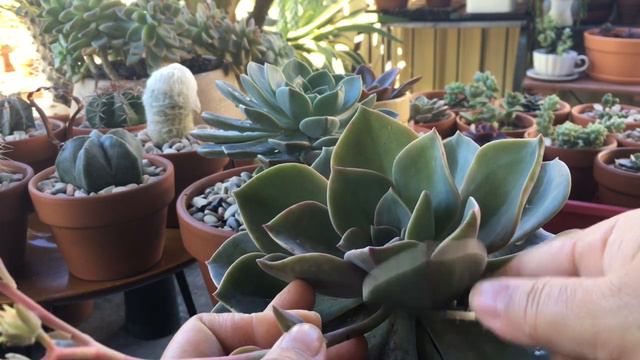 Cleaning up! Mag-alis tayo ng dry leaves смотреть онлайн