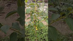 Хурма Сосновская,пробуем выращивать в Волгограде.