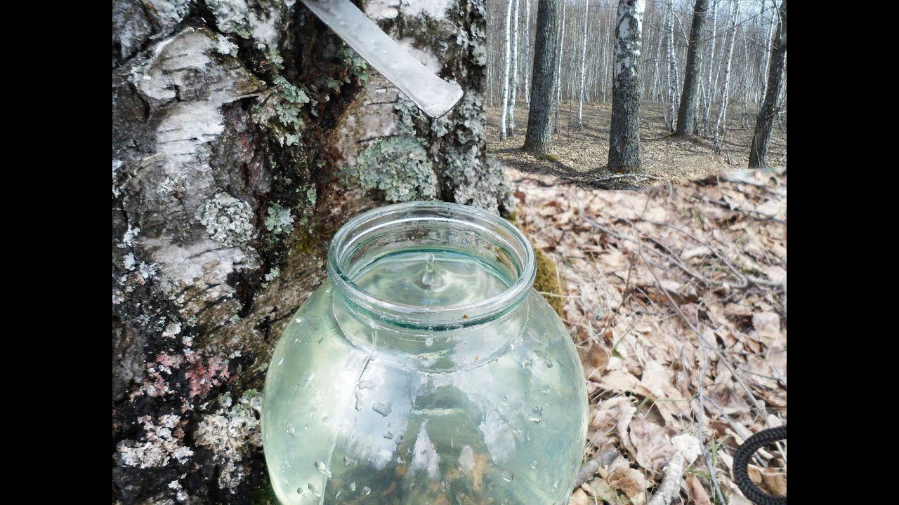 За берёзовым соком смотреть онлайн