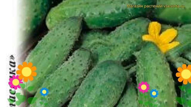 Огурец Парус F1 (Огурец). Краткий обзор, описание характеристик, где купить семена cucumis sativus смотреть онлайн