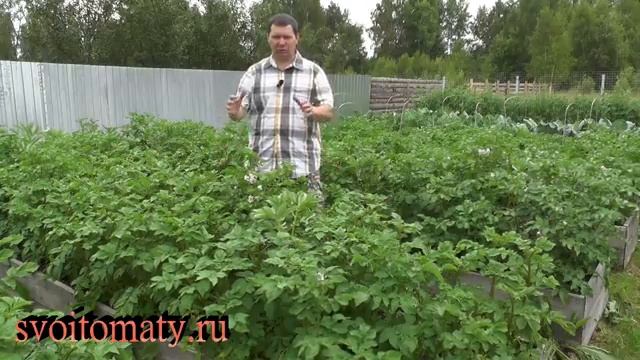 Что поможет увеличить урожай картофеля смотреть онлайн