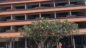 Hikka Tranz by Cinnamon 4* (Хиккадува\Шри-Ланка) 2016