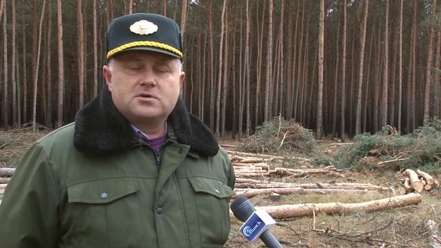 Лесопарк. Зачем вырубают деревья