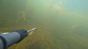 подводная охота, маныч веселовское водохранилище, карась мутант 2кг+