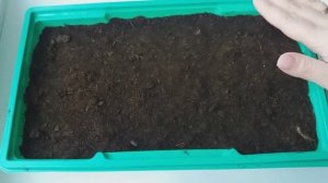 Помидоры посадка семенами. Все о посадке томатов на рассаду