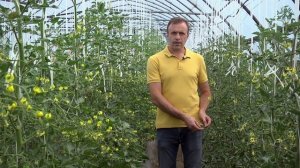 Скручивание листьев на томатах