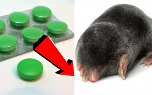 Как избавиться от кротов за 3 секунды!