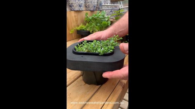 How to grow Brahmi (Bacopa Monnieri) смотреть онлайн