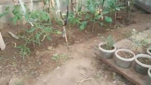 Очень красивые цветы на даче???.mp4