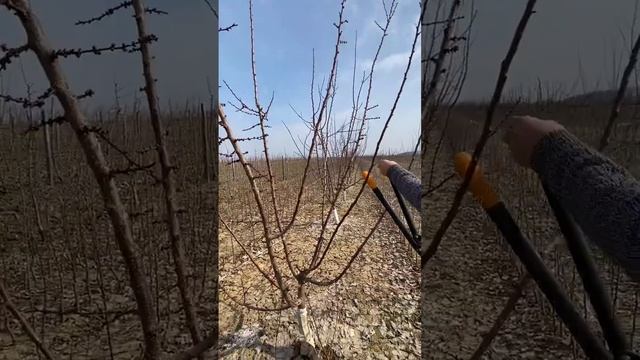 Обрізка абрикоса сорту Цунамі чашоподібним типом,з циклічним заміщенням гілок смотреть онлайн