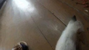 VLOG: МЯУКАНЬЕ КОТЯТ/MEW KITTENS/喵卷/meowing/ОТДАЙ МОЕ МЯСО