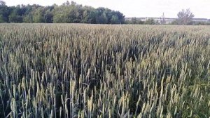 Паровая пшеница по целине