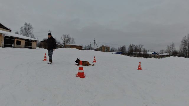 Тренировка бельгийской овчарки.