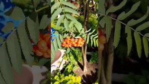 Рябина плакучая #пендула - без прививки, своими руками. Дары леса под Питером