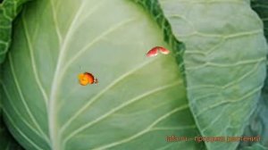 Капуста белокочанная Княгиня (knyaginya) ? капуста Княгиня обзор: как сажать семена капусты Княгиня