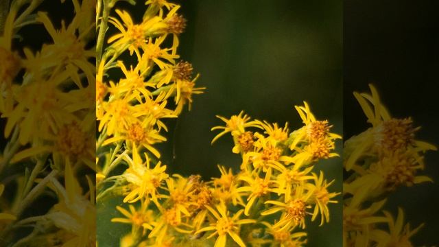 Я ненавижу тебя смотреть онлайн