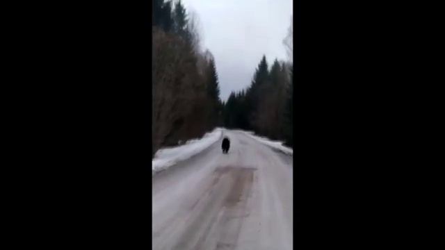 Медведь в Замошье смотреть онлайн