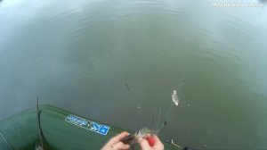 Рыбалка на хищника с лодки, закрываю браконьерской сетью.