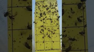 Третье октября. Огурцы. Биологическая защита растений.