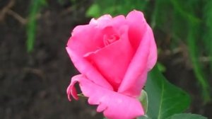 Розы. Роза Ланкоме. 2011-109